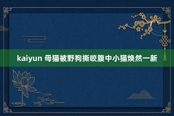 kaiyun 母猫被野狗撕咬腹中小猫焕然一新