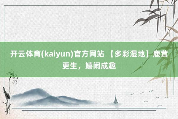 开云体育(kaiyun)官方网站 【多彩湿地】鹿茸更生，嬉闹成趣